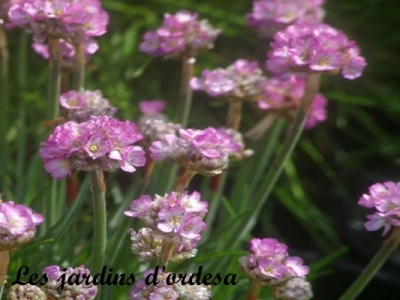 Armeria maritima (gazon d\